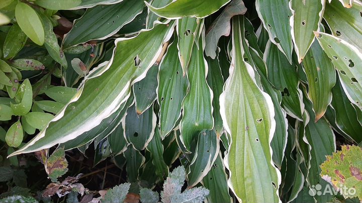 Ирис бородатый, солидаго, хоста, хризантема 50р