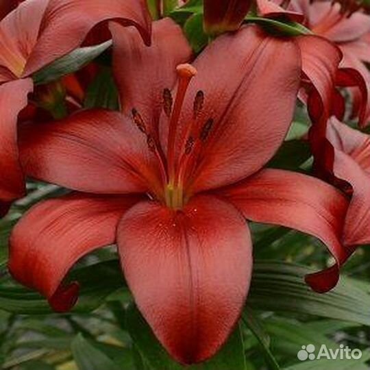 Лилии азиатск.и другие