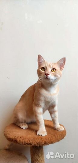 Подросток из приюта.Кастрирован.Доставка.Обработан