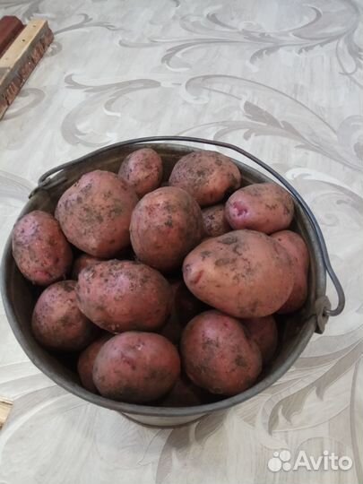 Продам картофель