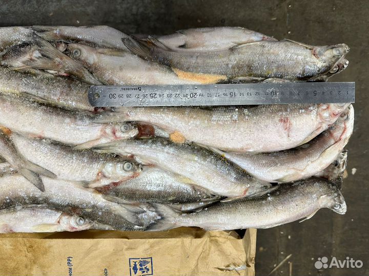 Продам ряпушку (крупную)