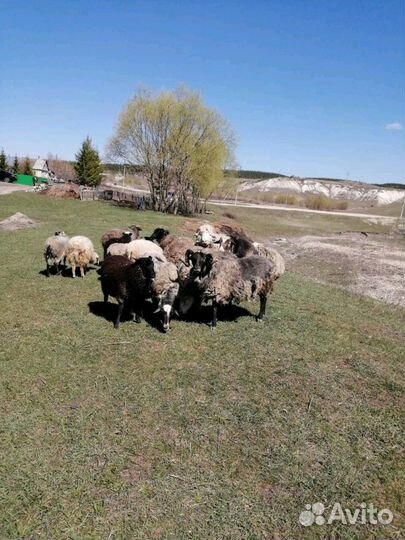 Бараны,овцы