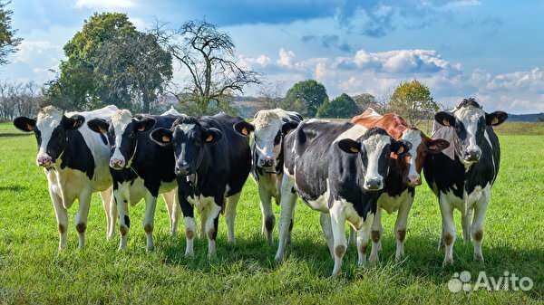 Разнорабочий