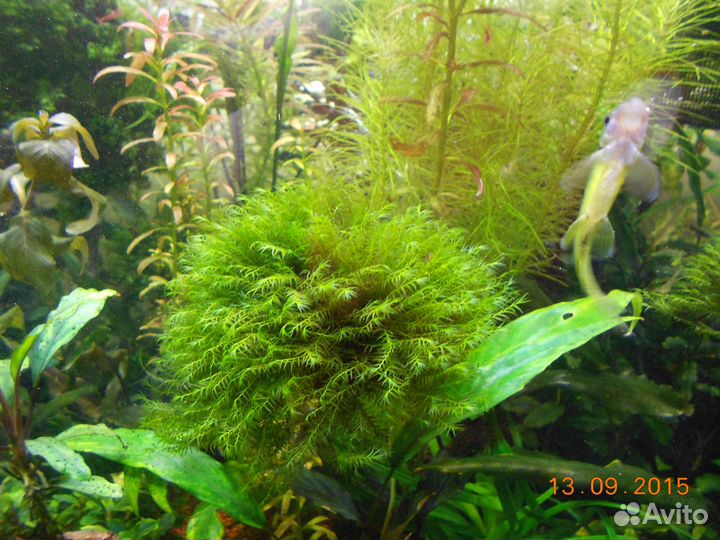 Мох Fissidens cf. fontanus 