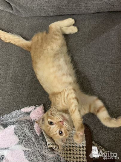 Вислоухий малыш ищет семью