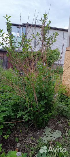 Двухметровый куст форзиции