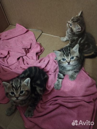 Шотландские котята