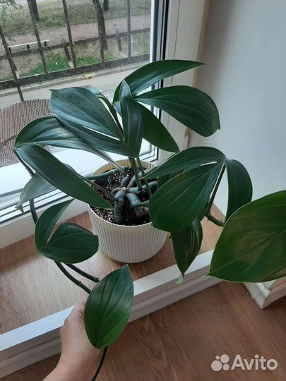 Эпипремнум драгон тэйл