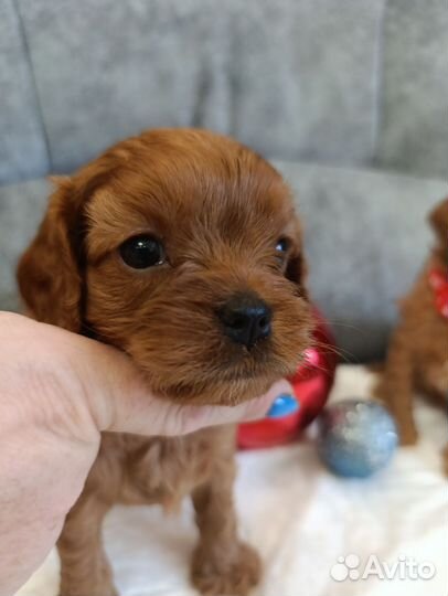 Щенки кавапу