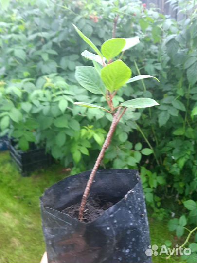 Лимонник дальневосточный