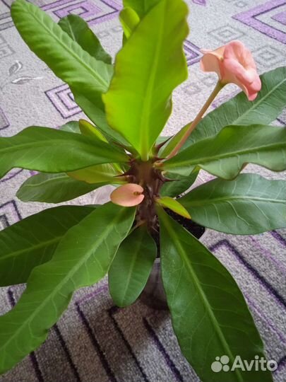 Молочай Миля