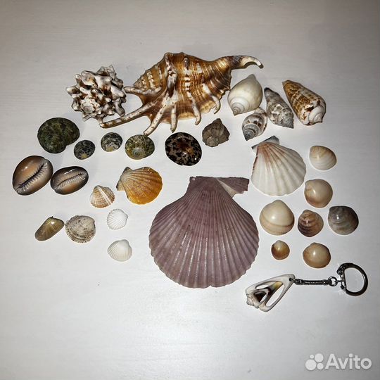 Набор микс из 30 ракушек