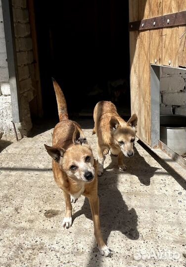 Миниатюрные собачки