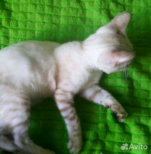 Бенгальские котята