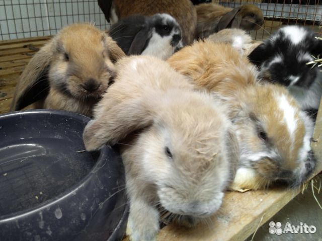 Кролики на племя. Чистая родословная. Французский