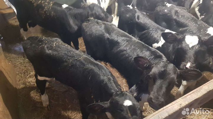 Молодняк крс