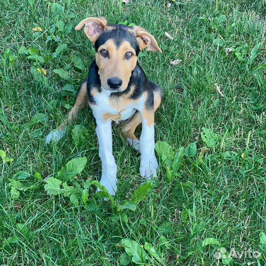 Собака в добрые руки щенок