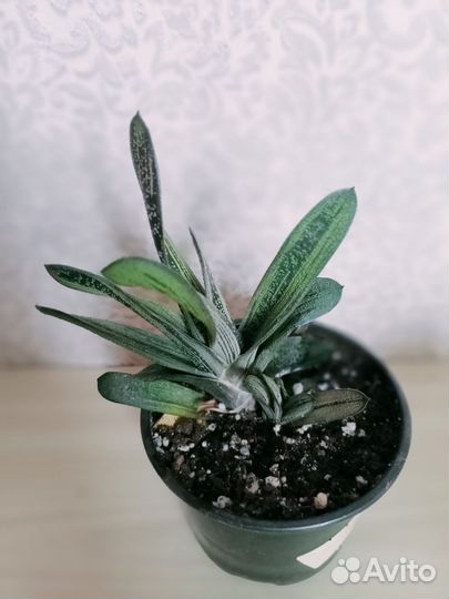 Суккуленты