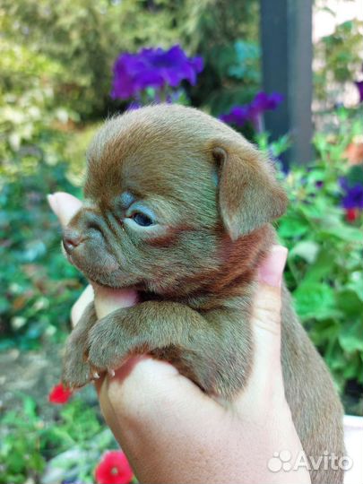 Шоколадные мальчики чихуа