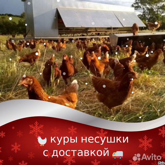 Куры молодки в ассорт