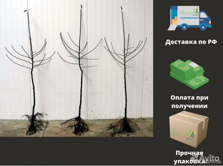 Саженцы яблони. Местное производство