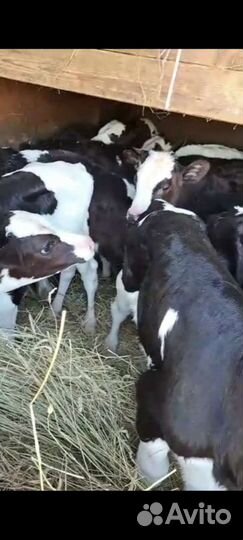 Бычки и тёлочки