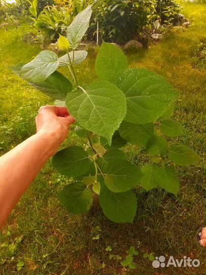 Гортензия белая шаровидная