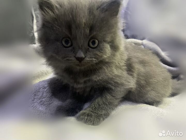 Котенок