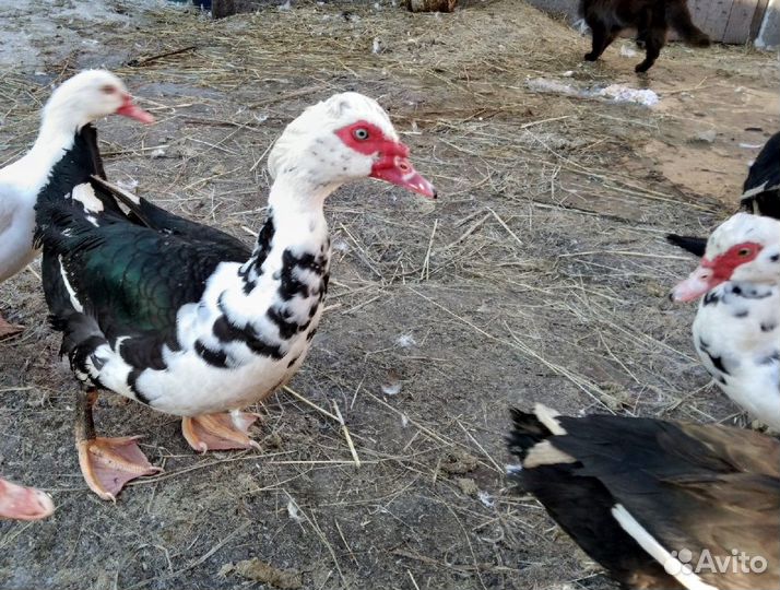 Продажа индоуток