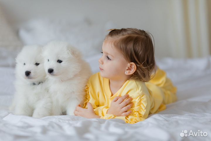 Щенки самоедской собаки для фотосессии