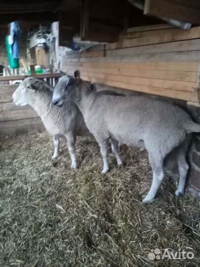 Бараны овцы ягнята