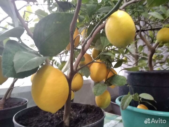 Лимон комнатный