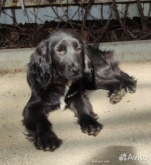 Кокер спаниель