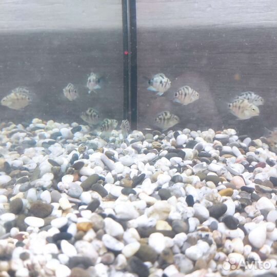 Чернополосая цихлозома