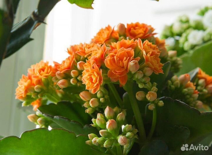 Каланхоэ (3 цветения)