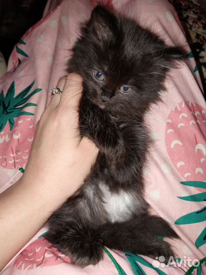 Возьмите котёнка