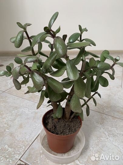 Толстянка (денежное дерево)