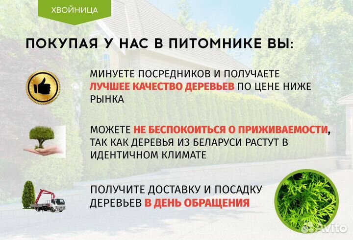 Живая изгородь из туи