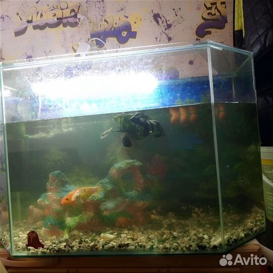 Аквариум