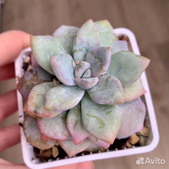 Суккуленты. Эхеверии