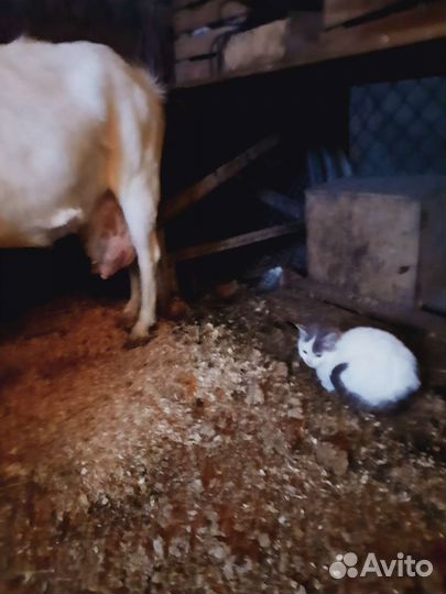 Козьи молоко