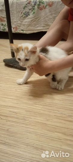 Котенок ищет дом