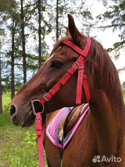 Конные прогулки