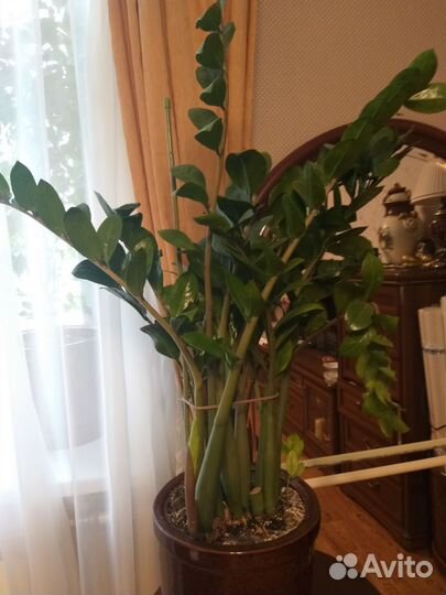 Замиокулькас