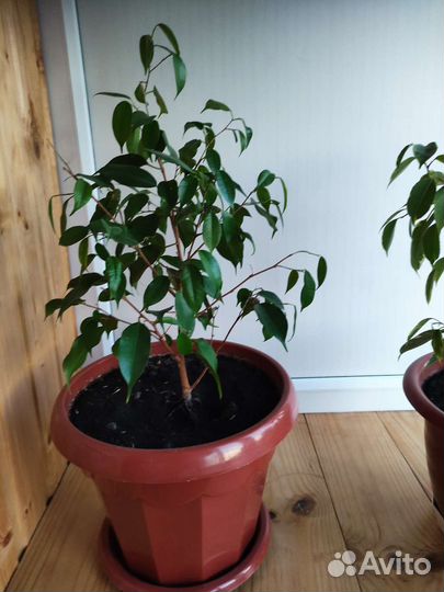 Фикус бенджамина