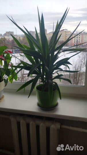 Пальма Юкка с горшком