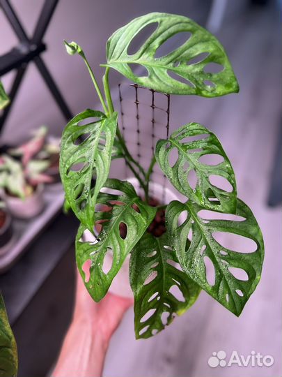 Монстера манки маск, адансона