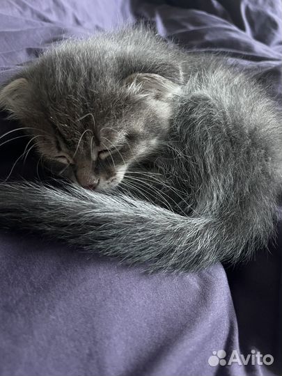 Котята бесплатно