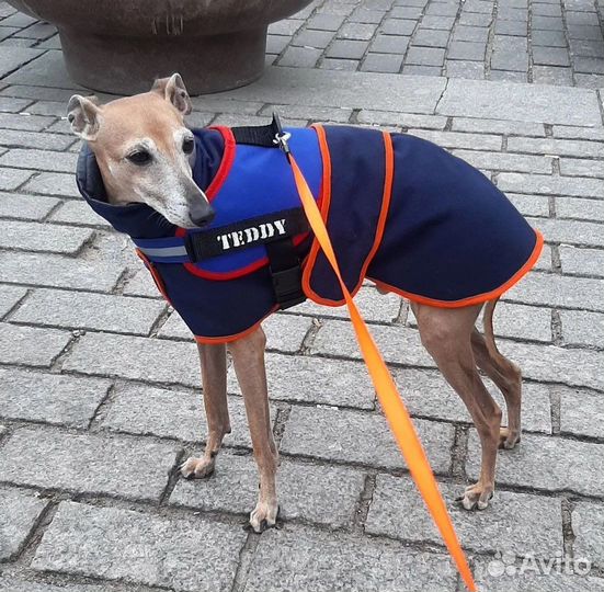 Шлейка для собаки, одежда, попона