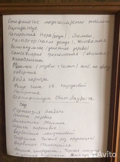 Комнатные цветочки много